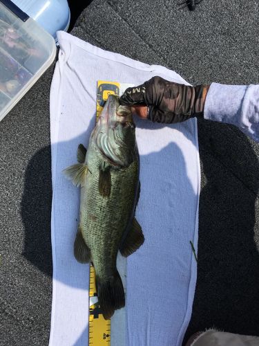 ブラックバスの釣果