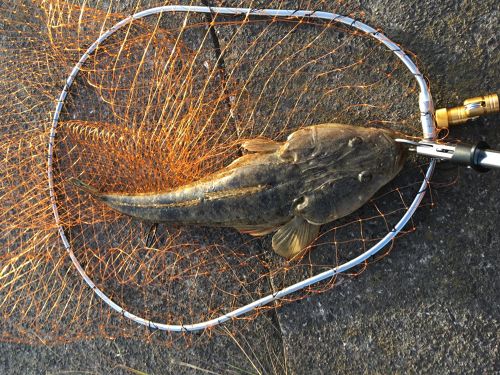 マゴチの釣果