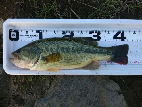 ブラックバスの釣果