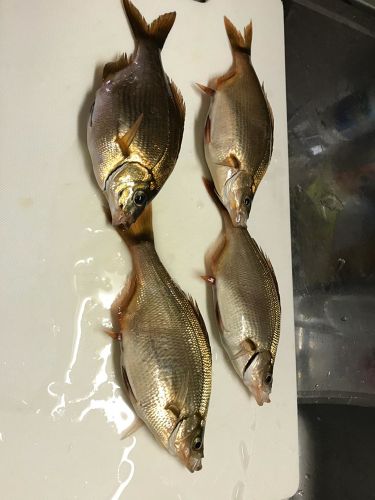 ウミタナゴの釣果