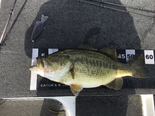 ブラックバスの釣果