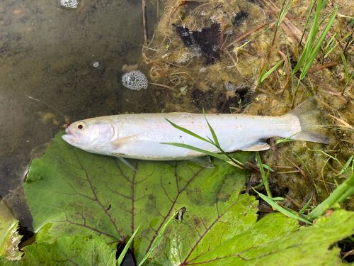 アルビノニジマスの釣果