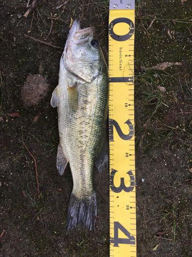 ブラックバスの釣果