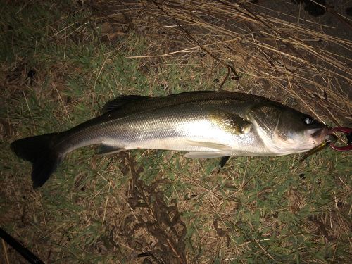 シーバスの釣果