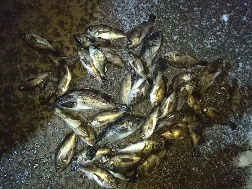 クロソイの釣果