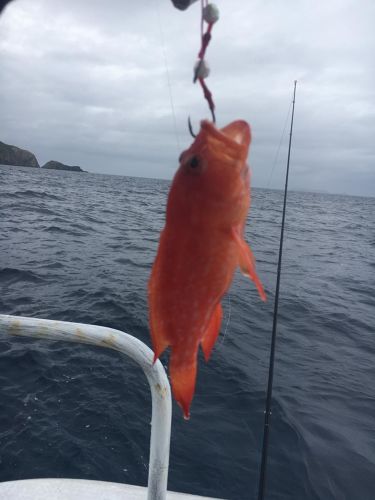 アカジンミーバイの釣果