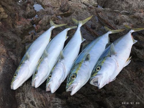 ブリの釣果