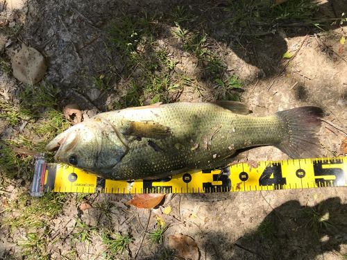 ブラックバスの釣果