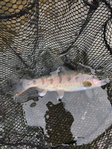 アマゴの釣果