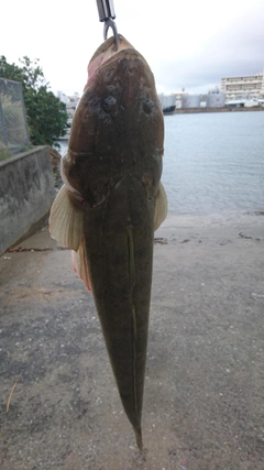 ミナミマゴチの釣果