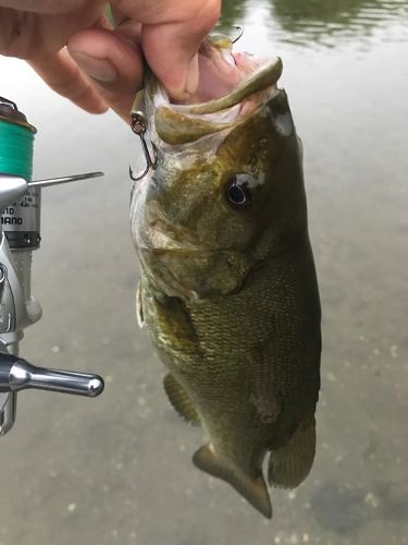 スモールマウスバスの釣果