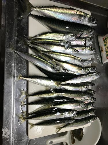 サバの釣果