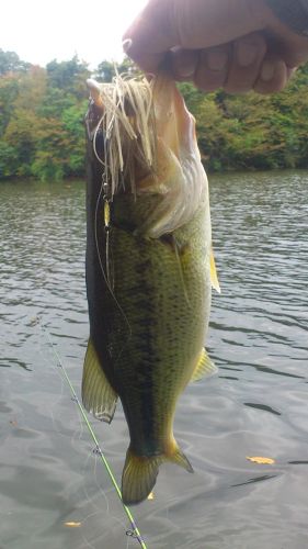 ブラックバスの釣果