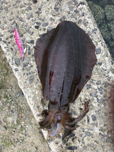 アオリイカの釣果