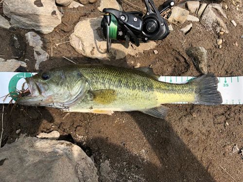 ブラックバスの釣果