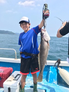 ニベの釣果