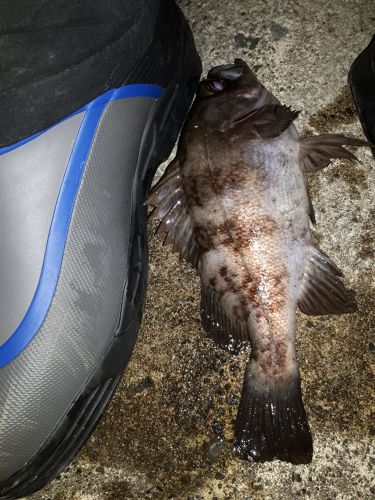 シロメバルの釣果