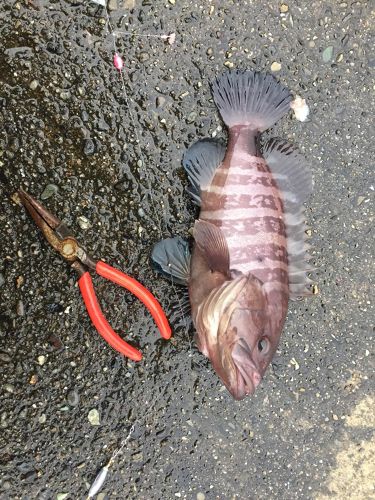 マハタの釣果