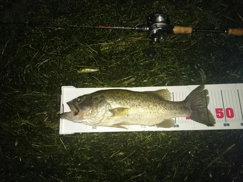 ブラックバスの釣果