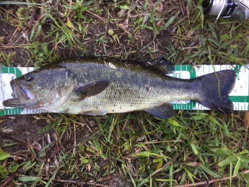 ブラックバスの釣果