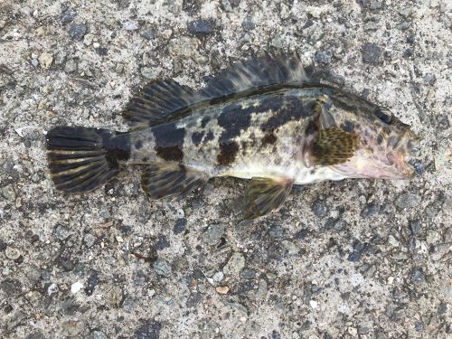 タケノコメバルの釣果