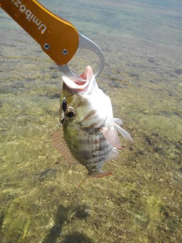 イソフエフキの釣果