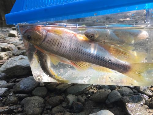 カワムツの釣果