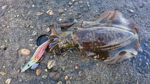 アオリイカの釣果