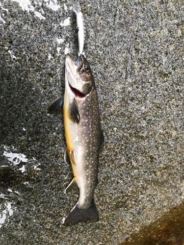 イワナの釣果