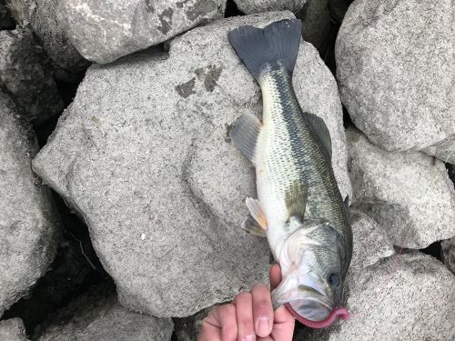 ブラックバスの釣果