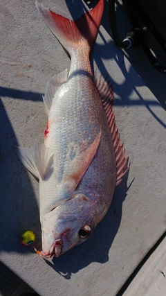 タイの釣果