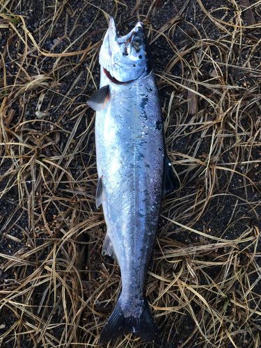 ウミサクラの釣果