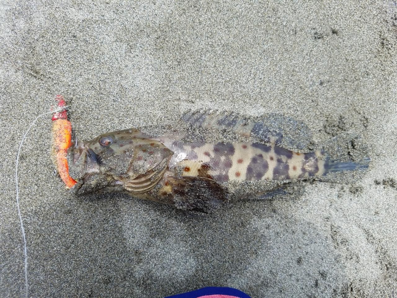 チャイロマルハタ