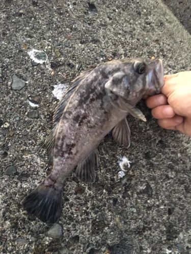 クロソイの釣果