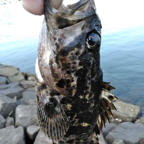 タケノコメバルの釣果