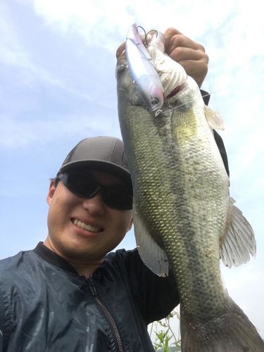 ブラックバスの釣果