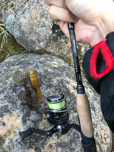 ムツの釣果