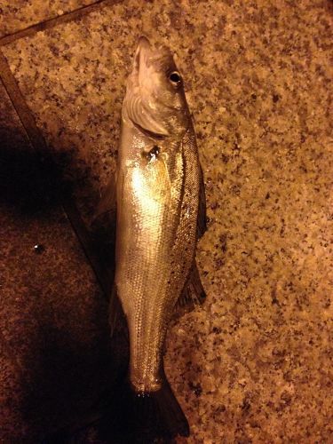 セイゴ（マルスズキ）の釣果