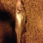 セイゴ（マルスズキ）