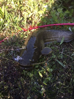 ナマズの釣果