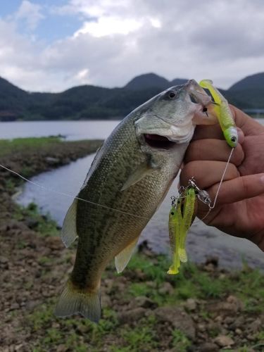 ブラックバスの釣果