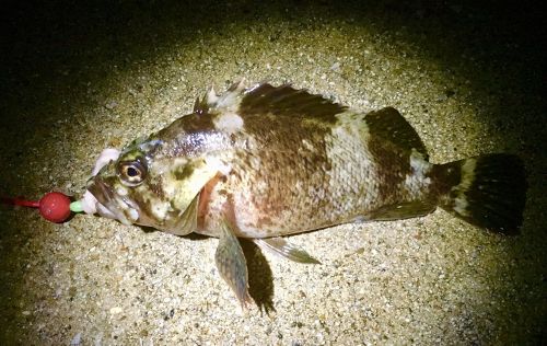 タケノコメバルの釣果