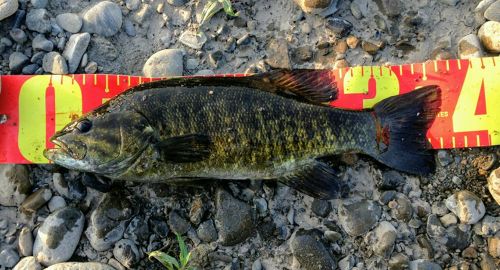 スモールマウスバスの釣果