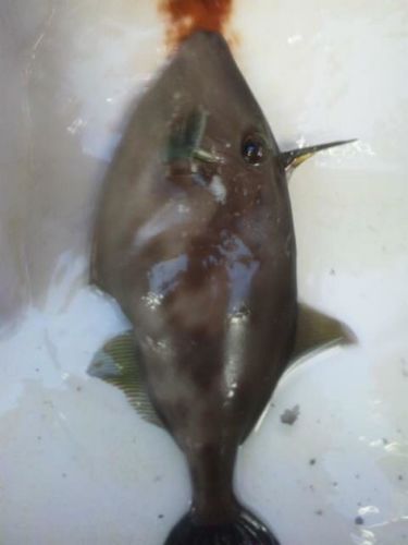 ウマヅラハギ