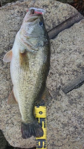 ブラックバスの釣果