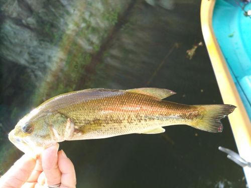 ブラックバスの釣果