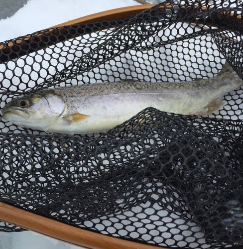 トラウトの釣果