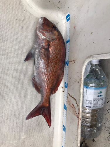 タイの釣果