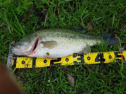 ブラックバスの釣果