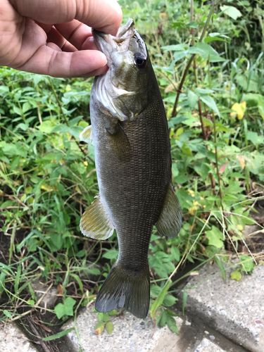 スモールマウスバスの釣果